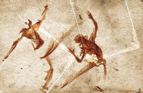 Illustration for newspaper – Capoeira. Technique: watercolors